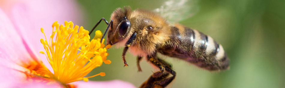 Insektenschutz