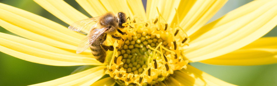 Weltbienentag